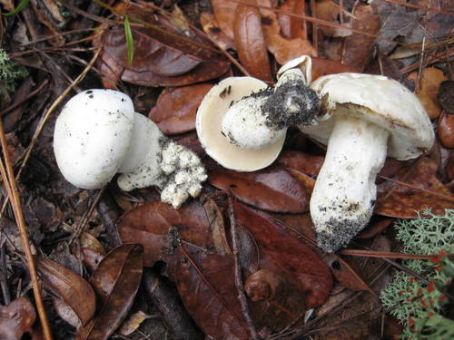 Xanthoconium stramineum image