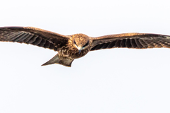 Milvus migrans lineatus