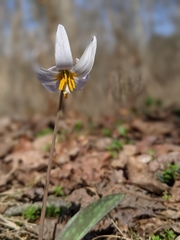 Erythronium albidum