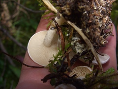Clitocybe albirhiza