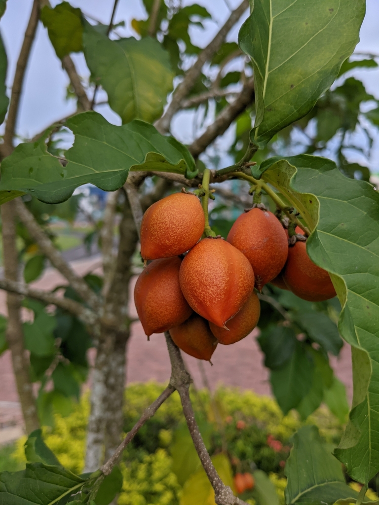Foto de Pitanga-de-macaco