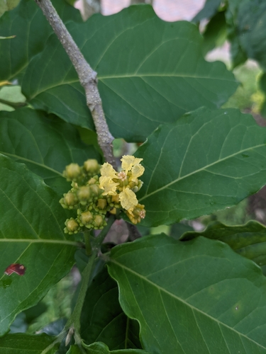 Bunchosia argentea, photograph 2