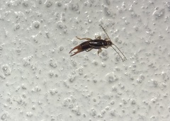 Nesogaster halli