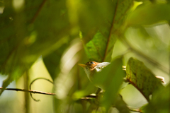 Phylloscopus grammiceps sumatrensis