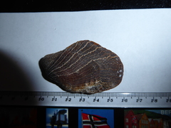 Crenatula picta