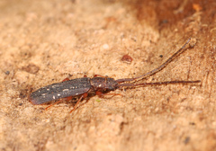 Uleiota dubia