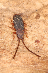 Uleiota dubia