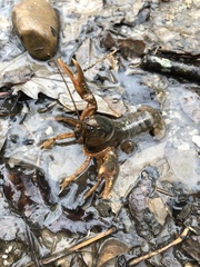 Lacunicambarus nebrascensis