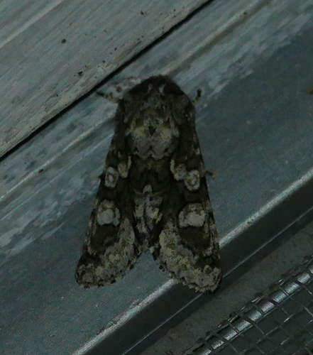Figure-eight Sallow photo 3