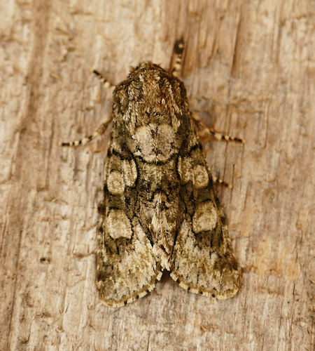 Figure-eight Sallow photo 4