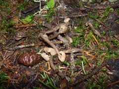 Cudonia circinans