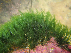 Cladophora herpestica