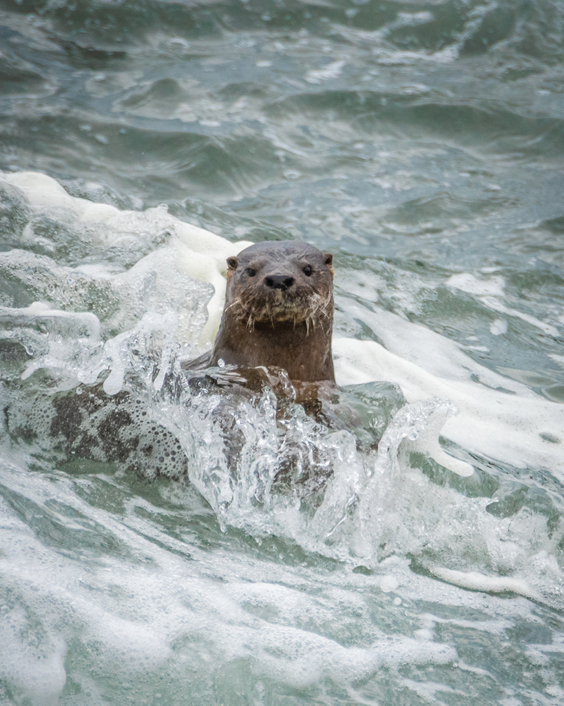 Marine otter looking at the camera from a rock in breaking surf