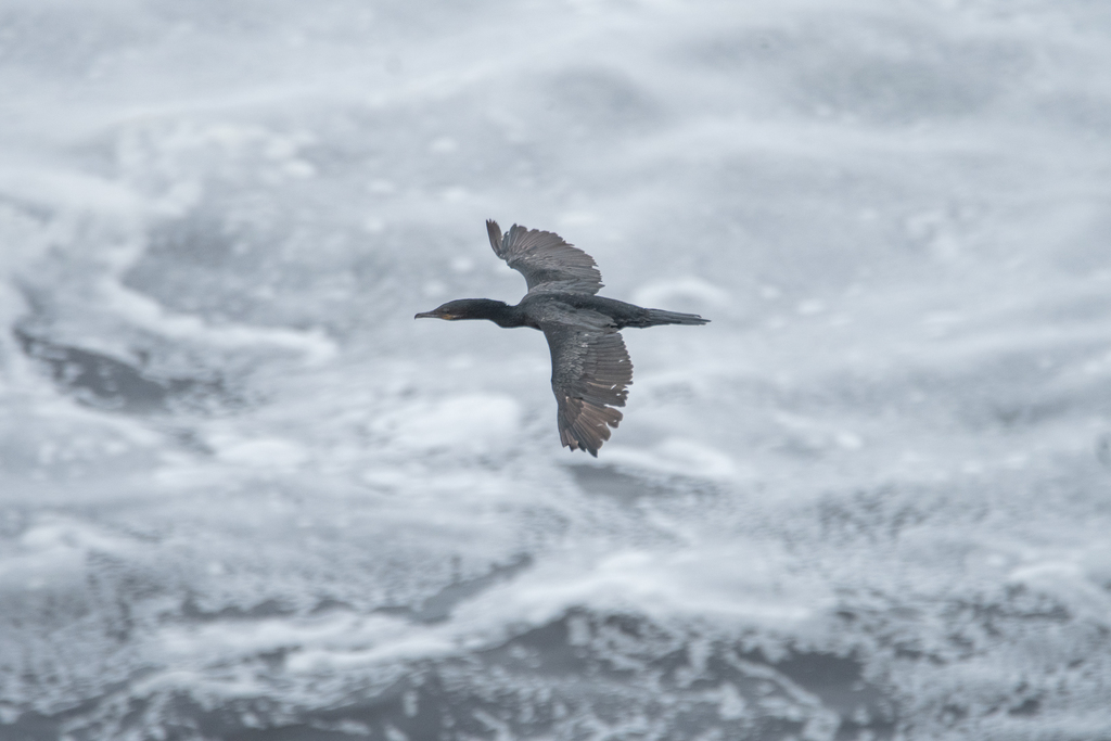 Neotropic Cormorant