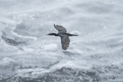 Neotropic Cormorant