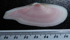 Pharaonella pharaonis