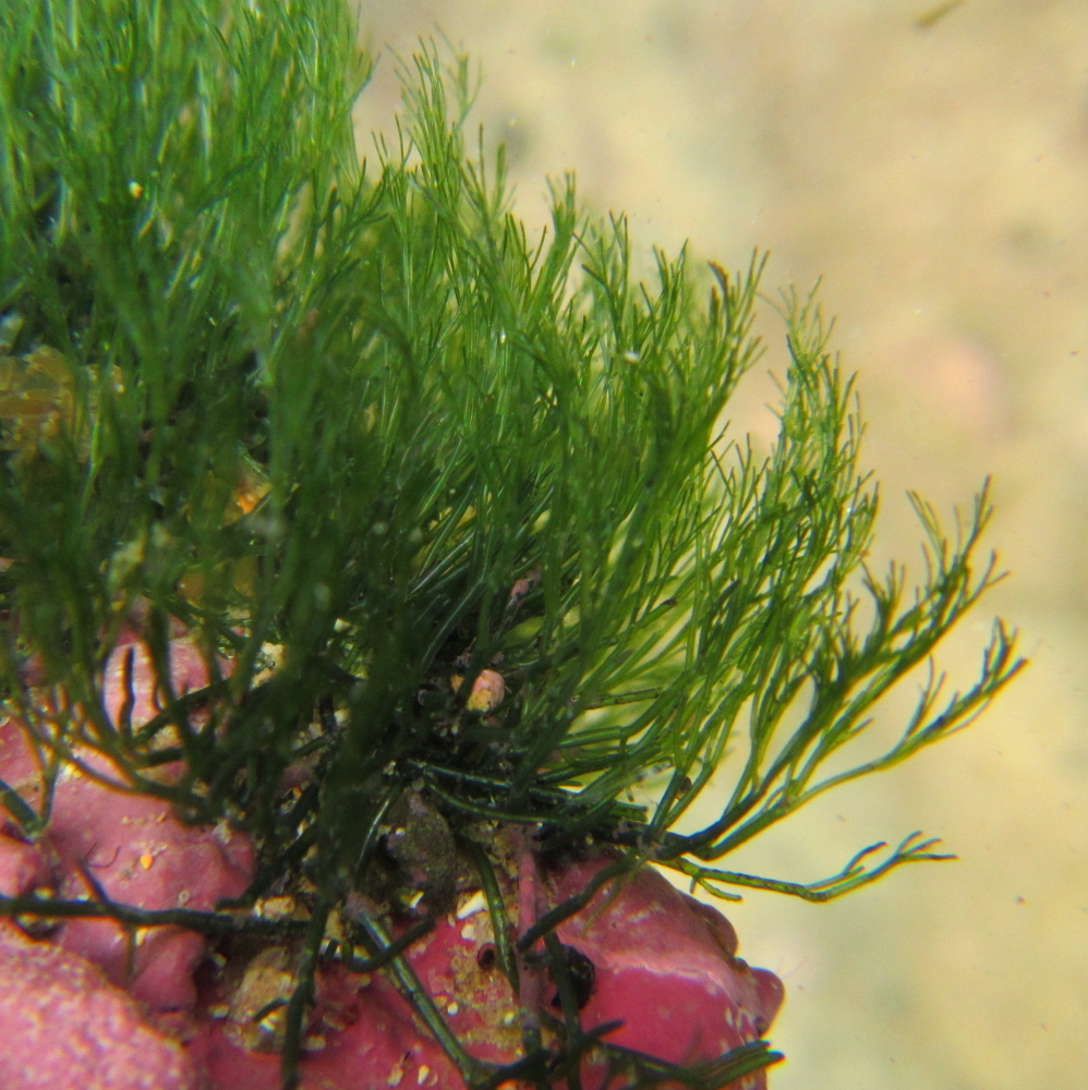 Cladophora herpestica