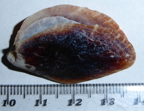 Smaragdina Little Wing Shell