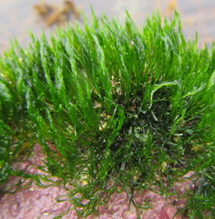 Cladophora herpestica