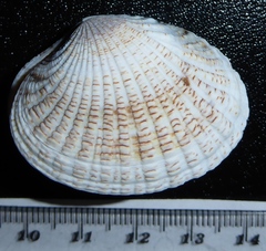 Gafrarium pectinatum