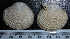 Circe rugifera