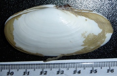 Psammobiidae
