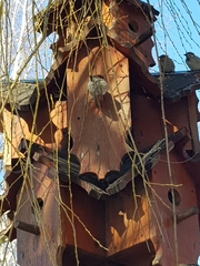 Passer domesticus