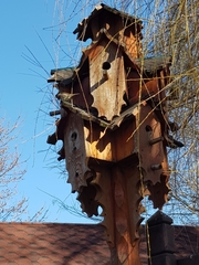 Passer domesticus