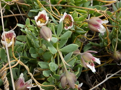 Roepera sessilifolia
