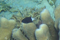 Pycnochromis margaritifer