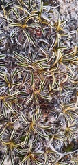 Celmisia hieraciifolia gracilis