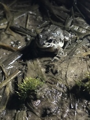 Pseudacris illinoensis