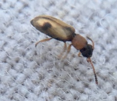 Psammoecus bipunctatus