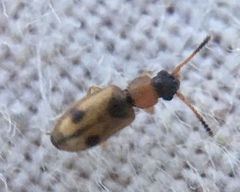 Psammoecus bipunctatus