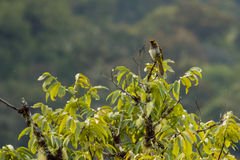 Pycnonotus bimaculatus