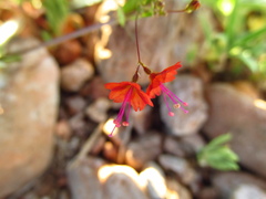 Boerhavia gracillima