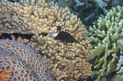 Pycnochromis margaritifer