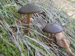 Entoloma vernum