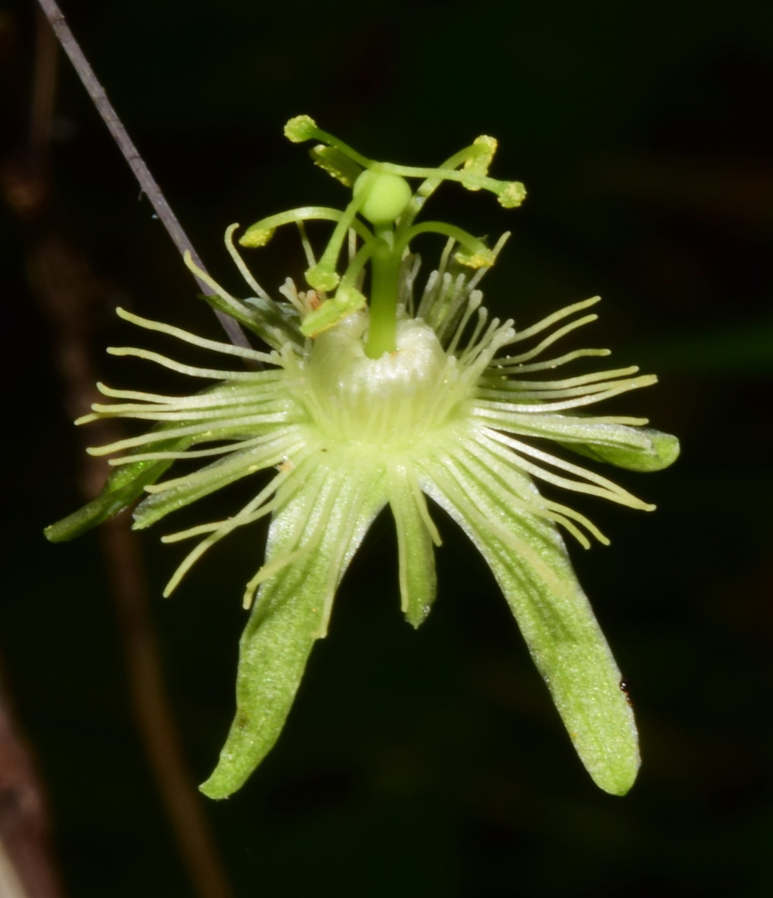Passiflora filipes