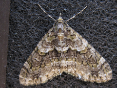 Esakiopteryx volitans