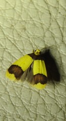 Heterallactis microchrysa