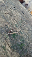 Bipalium adventitium