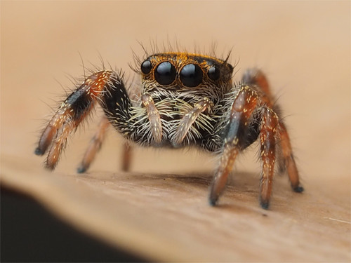 Regal Jumping Spider
