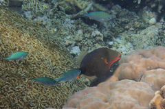 Chromis atripectoralis