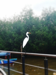 Ardea alba
