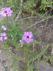 Glandularia mendocina