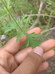 Glandularia mendocina
