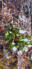 Gentianella patula
