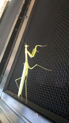 Pseudomantis