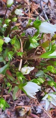 Gentianella patula